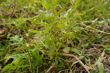 A black nightshade plant has grown on the grassy surface along with another weeds