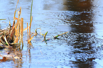 Frozen Leaves and Vegetation on Lake Surface Close Up