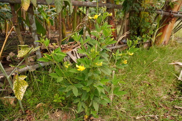 A pigeon pea plant with its flowers on the grass field 