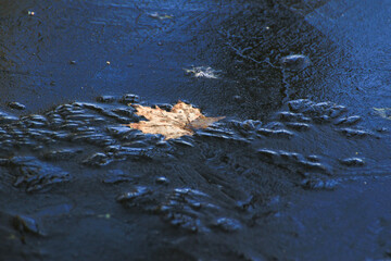 Frozen Leaves and Vegetation on Lake Surface Close Up