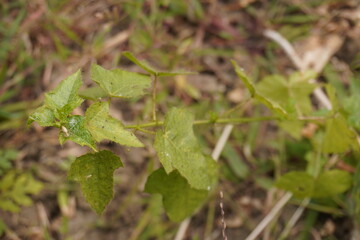 A spider on the leaf of the Stinking Passionflower in close up with a blurry background