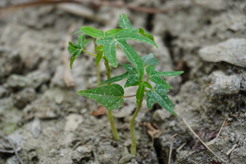 Two tiny papaya seedlings are growing on the soil 