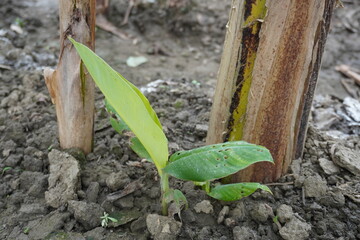 A tiny banana seedling is sprouted from base of the banana tree