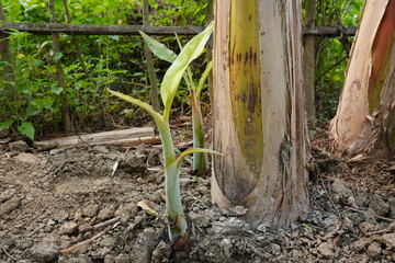 Several young banana plants are growing from the base of the banana tree