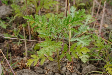 Parthenium weed or Santa Maria feverfew plant is growing on the ground 