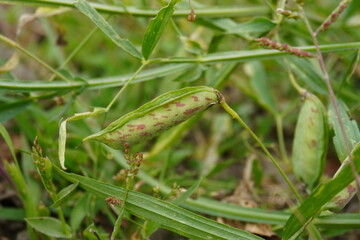 Close-up of a pod of grass pea on its plant with a blurry background