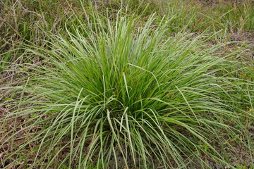 A patch of lemongrass is growing on the soil
