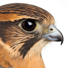 Naklejka premium Close up profile view of a falcon with dark eyes and intricate brown and black striped feathers against a white background.