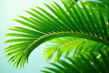 Fototapeta premium Delicate fronds unfurl from the crown of a mature green palm tree leaf, leaves, palm tree, verdant