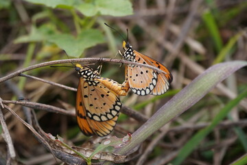 Tawny Coster butterflies are mating on a dry stem