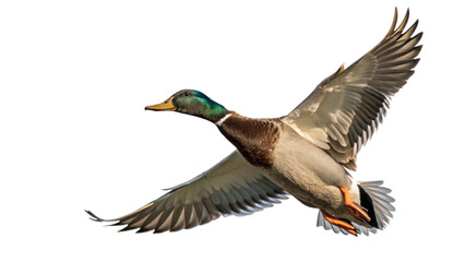 Obraz premium Ducks, fully, photography, natural light, isolated, white background or transparent background.