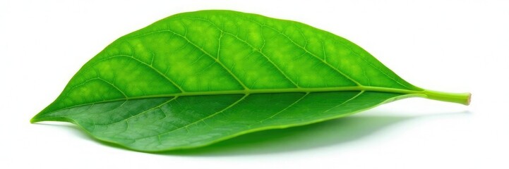 Obraz premium Isolated leaf with veins and texture on white background, leafy, isolated