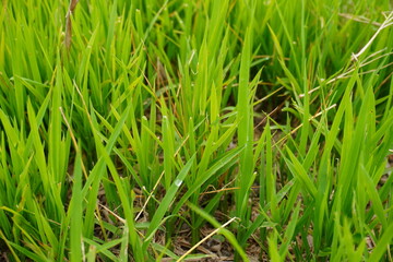 Obraz premium Cluster of rice plants are planted on the agricultural field