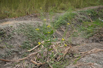 A single mustard plant with its flowers and seeds on the field