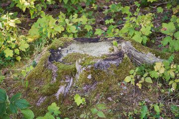 Old stump of tree after people cutting in forest