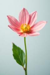 Fototapeta premium Small isolated flower on white background with soft focus, nature, petals