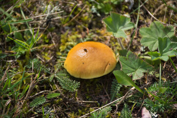 Yellow mushroom on ground in forest at Germany