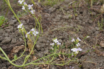 Pink-mustard flowers on its plant on the ground 