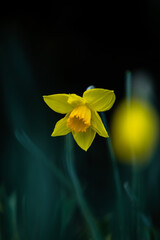 A daffodil or Narcissus close-up