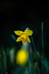 A daffodil or Narcissus close-up