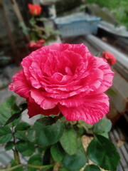 Batik red rose flower