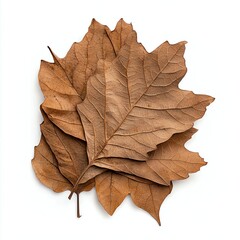 Dry, brown leaves arranged in a natural style against a white isolated background. Perfect for autumn-themed projects or nature-inspired designs.