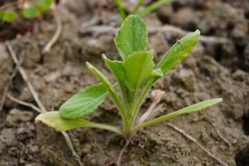 A tiny seedling of Erigeron sumatrensis has been sprouted from the soil 