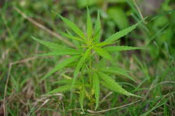 A young Cannabis sativa plant is growing on the grass field 