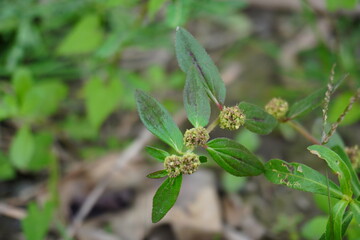 A close-up of  Euphorbia hirta, commonly known as Asthma Weed or Pill-Bearing Spurge