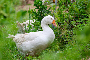 Close up White goose is eatting grass in green nature garden at thailand