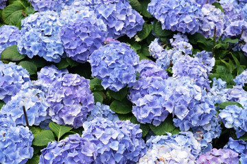 blue hydrangea flowers cluster