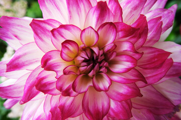 Fototapeta premium blooming pink dahlia flower front view close up