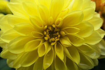 close-up yellow Dahlia flower head