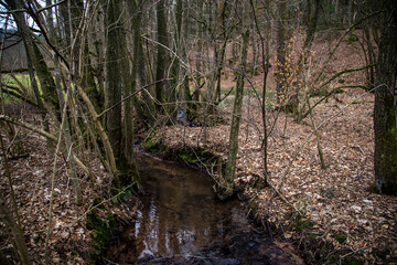 A clean, clear stream in a forested area. A small brook flows through a wooded area. Moss-covered rocks line the edges of the stream, and bare branches are scattered around.