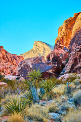Red Rock Canyon Desert Landscape with Yucca Plants Eye-Level View