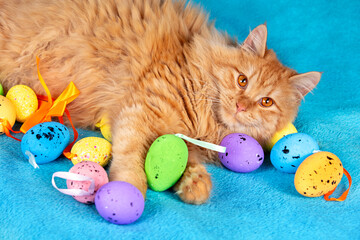 Cute red longhair cat lying on a blue background with colorful easter eggs. Easter composition