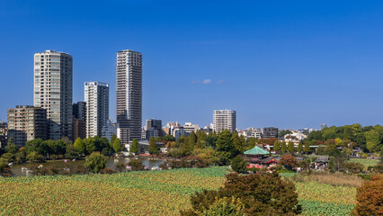 Panoramic view of Shinobazu Pond in Ueno Park, Tokyo, Japan. The lush lotus field, Bentendo Temple, and surrounding greenery contrast with the modern high-rise buildings in the background © Artem