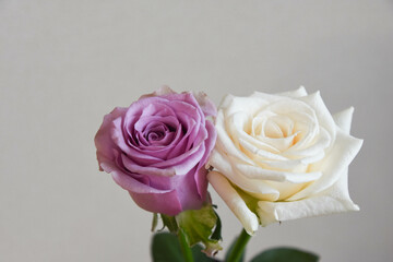 紫と白のばら