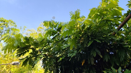 green tree in the park