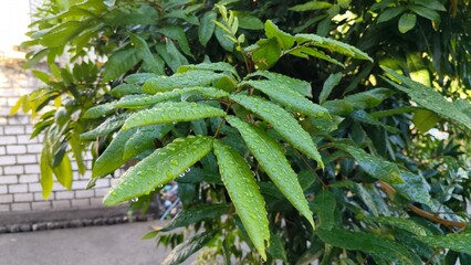 green fern in the garden