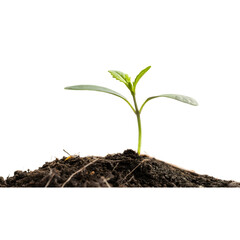 Young Green Seedling in Rich Soil Growth and Nature Concept