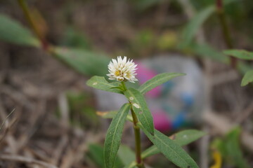 A close-up of the tiny white flower of alligator weed with a blurry background 