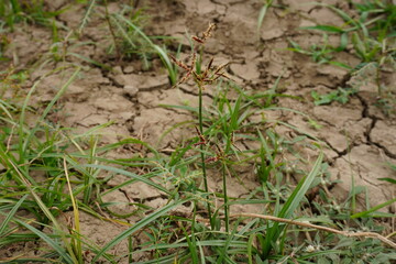 The purple nutsedge grass and several patches of grass have been grown on the dry cracked soil 