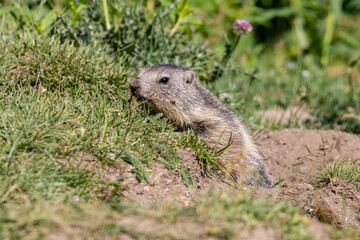 Marmotta, parco nazionale del Gran Paradiso