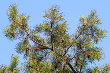 Pine tree branches with cones against blue sky