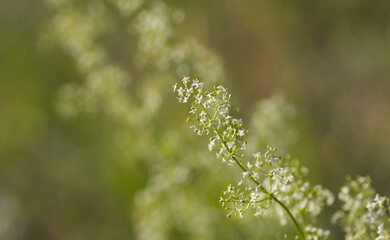 white small flowers of bushes, floral flower pattern, plant with white flowers, green background,...
