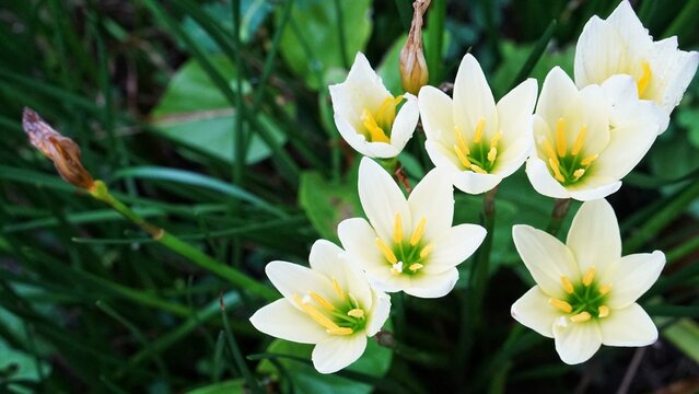 Close up Kembang Cokelat (Zephyranthes candida)
