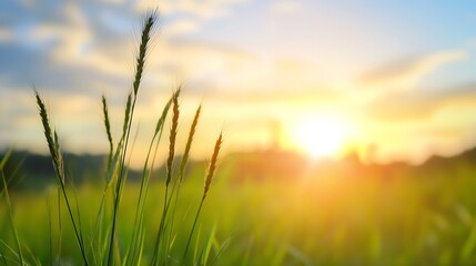 Obraz premium Golden Sunrise Over Lush Green Grass Illuminated by Morning Sunlight : Generative AI