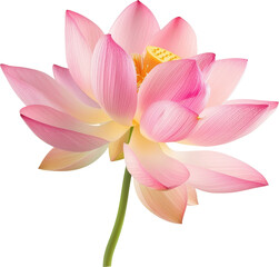 Obraz premium Beautiful pink lotus flower in full bloom