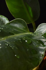 Serene Nature Aesthetic: Wet Green Leaves with Dramatic Light, Perfect for Eco and Wellness Themes
